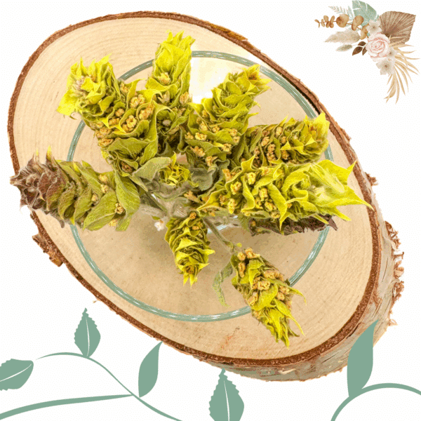 infusion grecque, thé des montagnes, tisane naturelle, herbes grecques, infusion bio, boisson apaisante, tisane traditionnelle, infusion relaxante