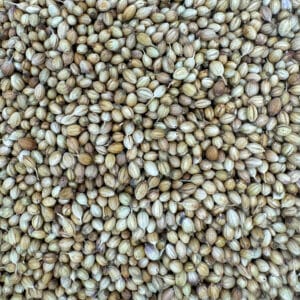 graines de coriandre, coriandre en graines, coriandre entière, coriandre séchée, semences de coriandre, grains de coriandre, coriandre naturelle, coriandre aromatique, graines de coriandre sélectionnées, coriandre épice, coriandre herboristerie, graines de coriandre parfumées, coriandre en vrac, coriandre culinaire, coriandre plante médicinale