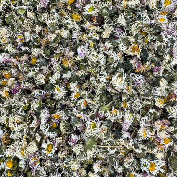 Fleur de Marguerite bio Fleur