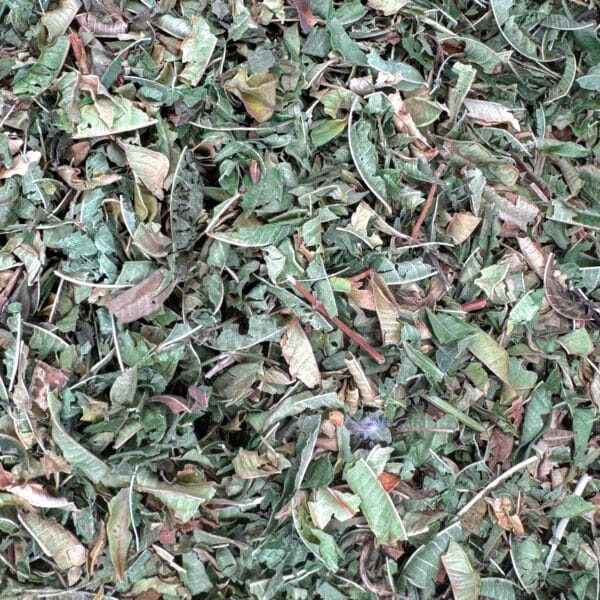verveine odorante, verveine citron, infusion relaxante, tisane digestive, plante apaisante, bienfaits de la verveine, effet antistress, herbe médicinale, boisson apaisante, propriétés calmantes, plante pour la digestion, tisane de verveine, relaxation naturelle, herbe anti-anxiété, sommeil réparateur, plante détox, bienfaits digestifs, verveine bio, remède naturel, plante aromatique, effet relaxant, remède traditionnel, bien-être naturel, plante médicinale, détoxifiant naturel, arôme citronné, herbe apaisante, tonique naturel, propriétés antioxydantes, verveine fraîche, tisane pour dormir, soulagement du stress, remède digestif, infusion bien-être, calmant naturel.