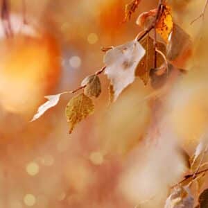 Automne