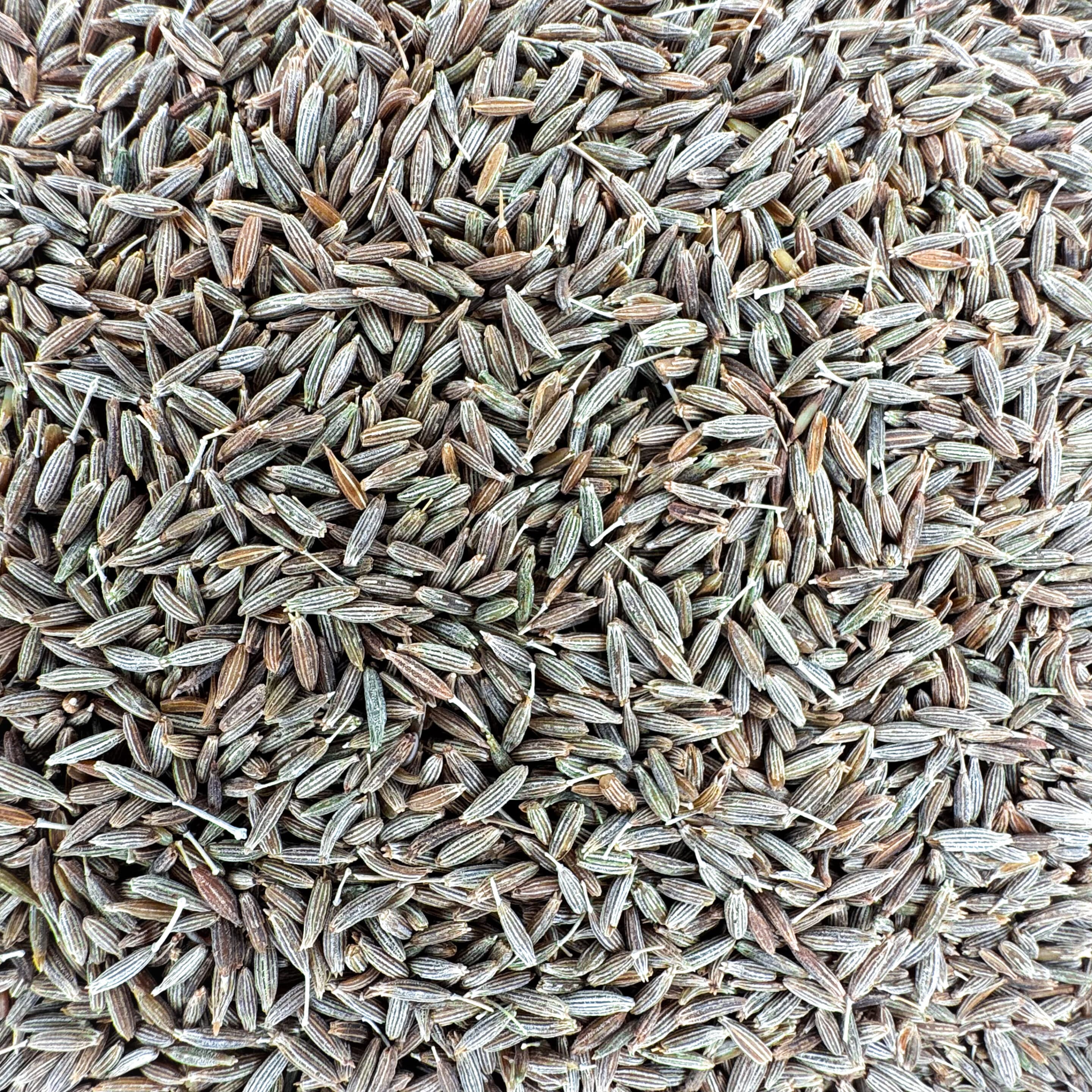 Cumin bio