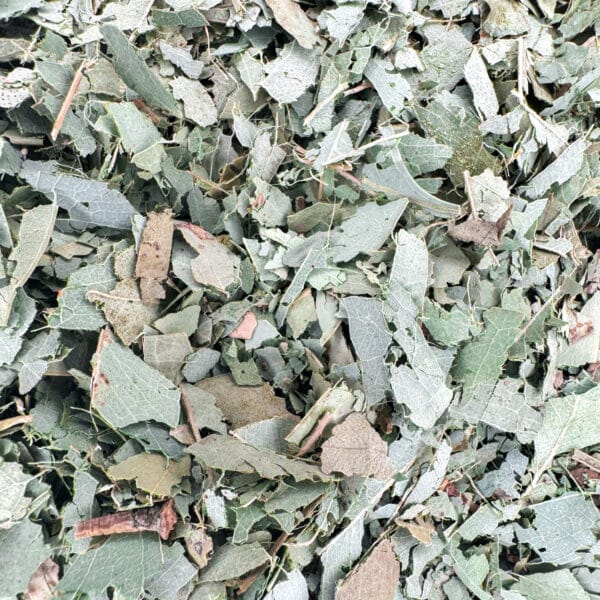 Feuille d'eucalyptus bio