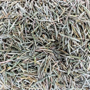 aiguille de sapin, feuilles de sapin, pointes de sapin, brindilles de sapin, aiguilles résineuses, aiguilles aromatiques, sapin blanc, Abies alba, plante respiratoire, plante purifiante, herboristerie, infusion de sapin, fumigation sapin, bienfaits du sapin, huiles essentielles de sapin, plante médicinale forestière