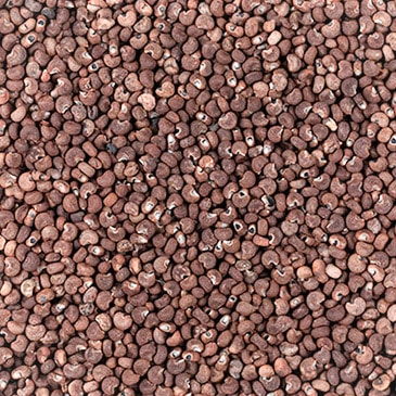 graine d’ambrette, ambrette, musc végétal, Abelmoschus moschatus, graine parfumée, plante aphrodisiaque, ambrette infusion, plante digestive, ambrette herboristerie, graine odorante, bienfaits ambrette, graine médicinale, ambrette naturelle, encens végétal, musc végétal naturel, parfum botanique